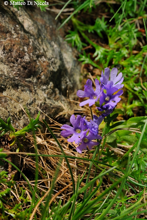 un po'' di flora dal Gavia